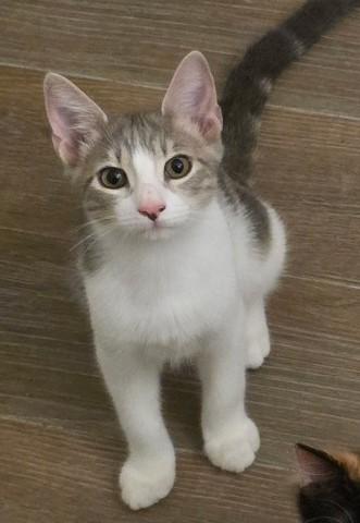 Leo, Adoptable, Kitten Male Domestic Short Hair & Domestic Short Hair.
