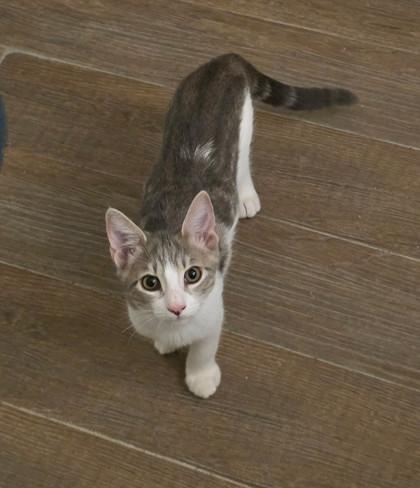 Leo, a Adoptable Domestic Short Hair in Santa Fe, TX image 2/2