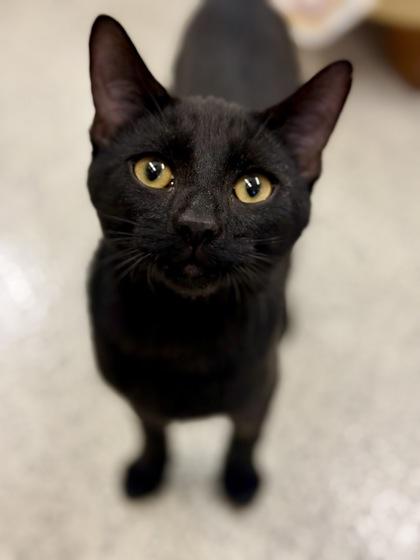 Enlarge Ben , a ADOPTABLE Domestic Short Hair in Downers Grove, IL image 1/3