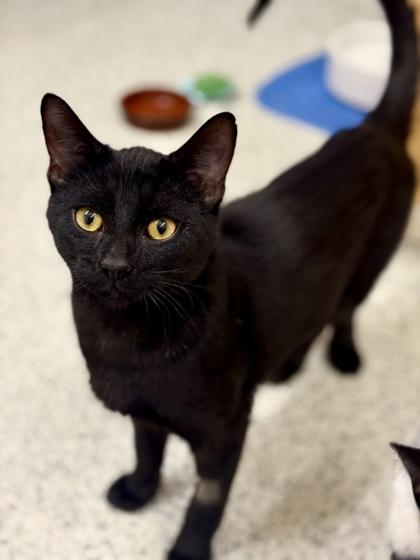 Enlarge Ben , a ADOPTABLE Domestic Short Hair in Downers Grove, IL image 3/3
