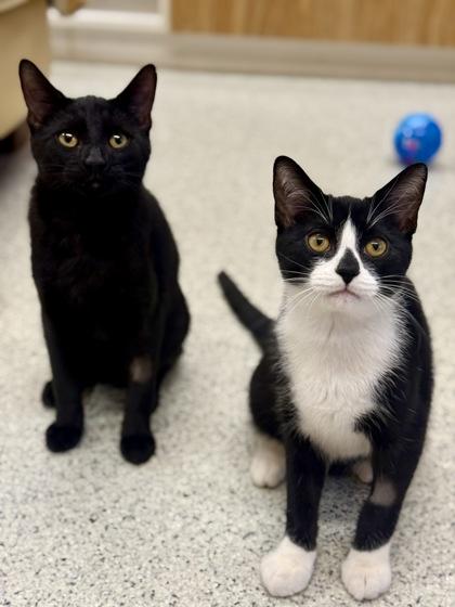 Enlarge Ben , a ADOPTABLE Domestic Short Hair in Downers Grove, IL image 2/3