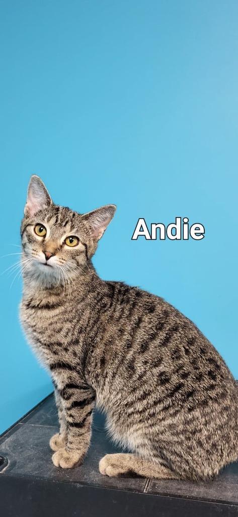 Andie, Adoptable, Adult Female Domestic Short Hair.