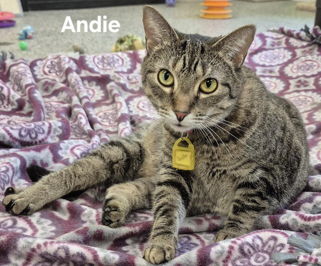 Andie, a Adoptable mixed breed in Kendallville, IN image 2/2