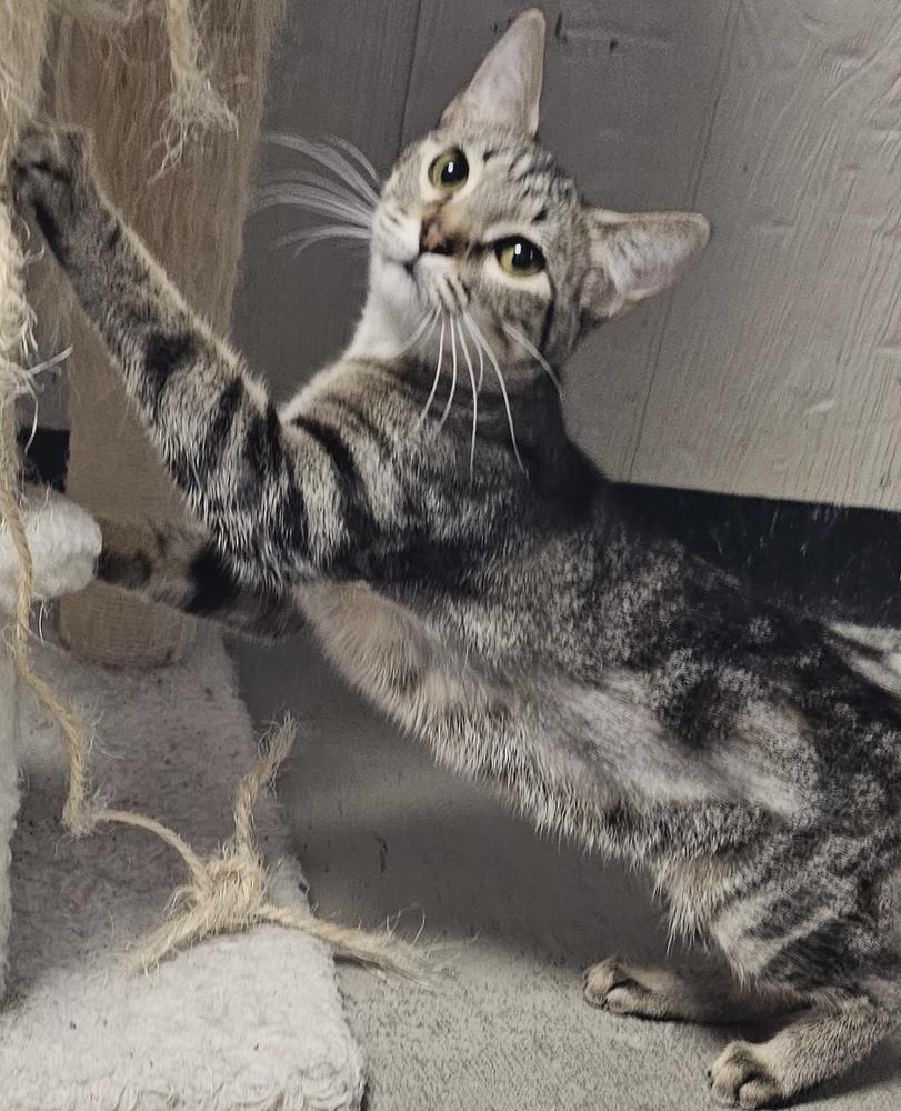 Anastasia, Adoptable, Kitten Female Domestic Short Hair & Tabby.