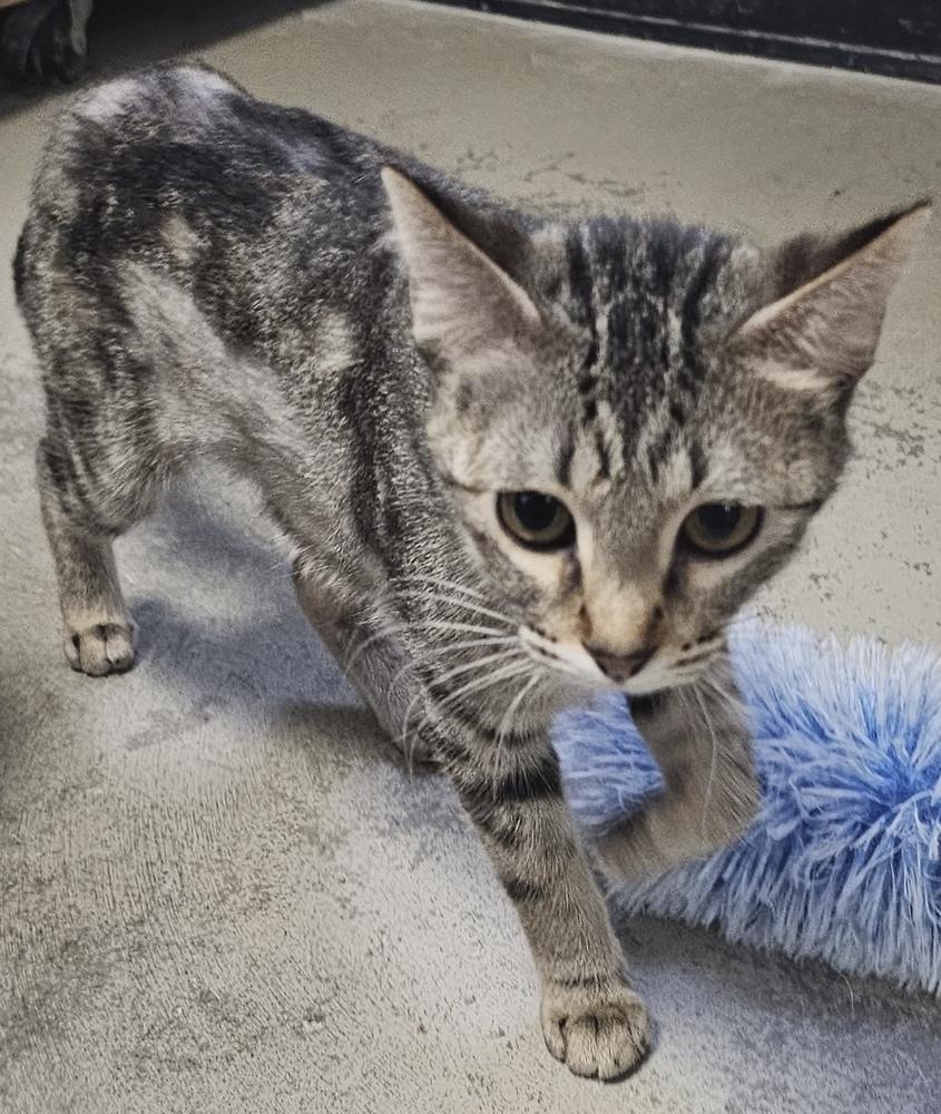 Anastasia, a Adoptable mixed breed in Fremont, NE image 2/2