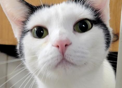 6506 Leah, Adoptable, Adult Female Domestic Short Hair.