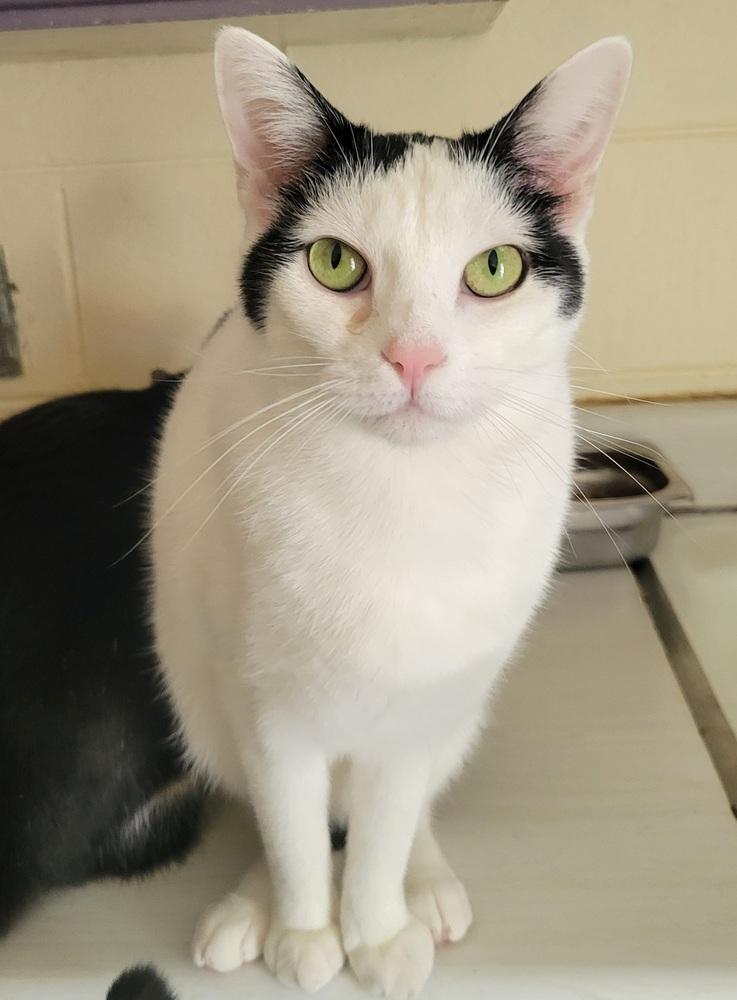 Enlarge 6506 Leah, a Adoptable Domestic Short Hair in Hartwell, GA image 2/3