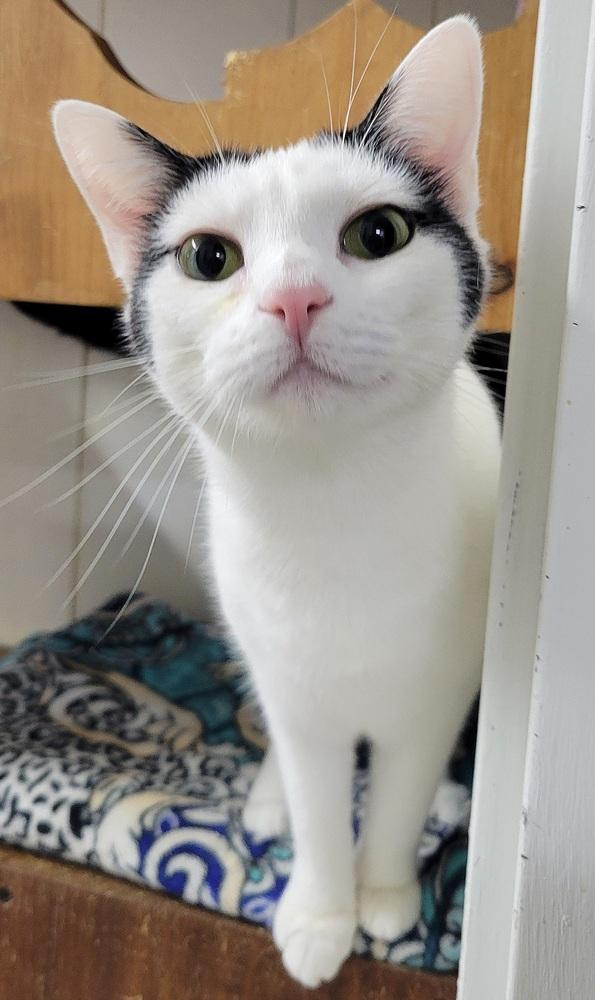 Enlarge 6506 Leah, a Adoptable Domestic Short Hair in Hartwell, GA image 3/3