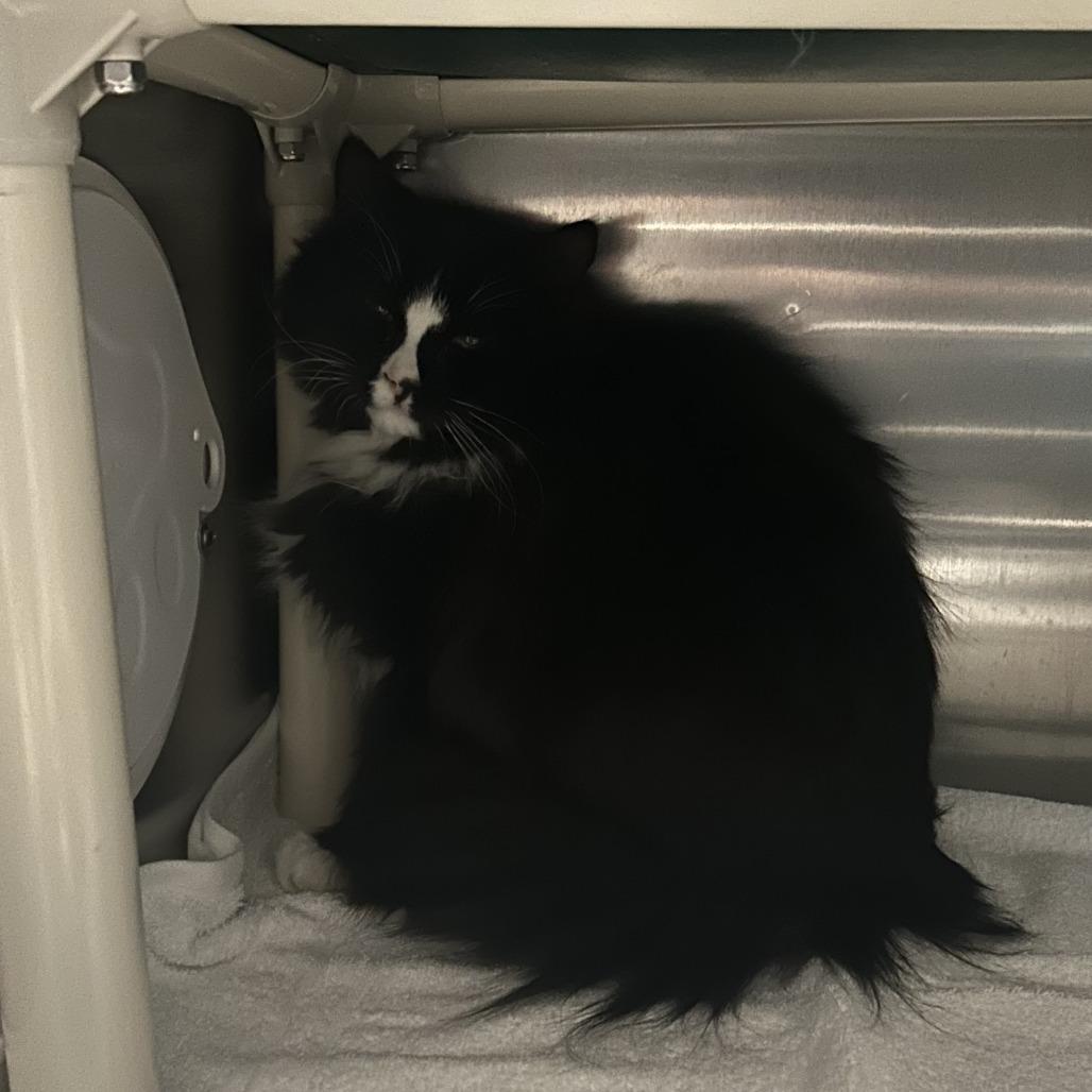 Enlarge Bruce Springsteen, a Adoptable Domestic Short Hair in Cheyenne, WY image 1/2