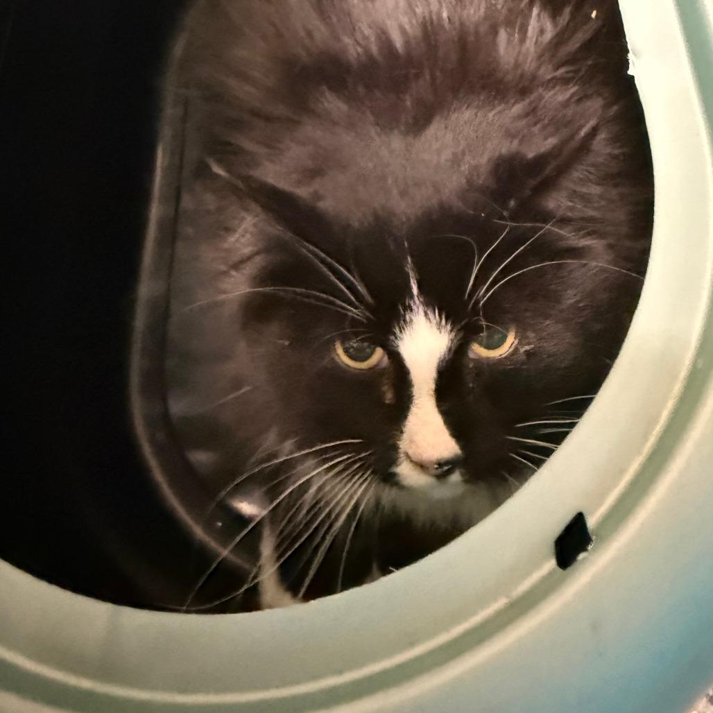 Enlarge Bruce Springsteen, a Adoptable Domestic Short Hair in Cheyenne, WY image 2/2