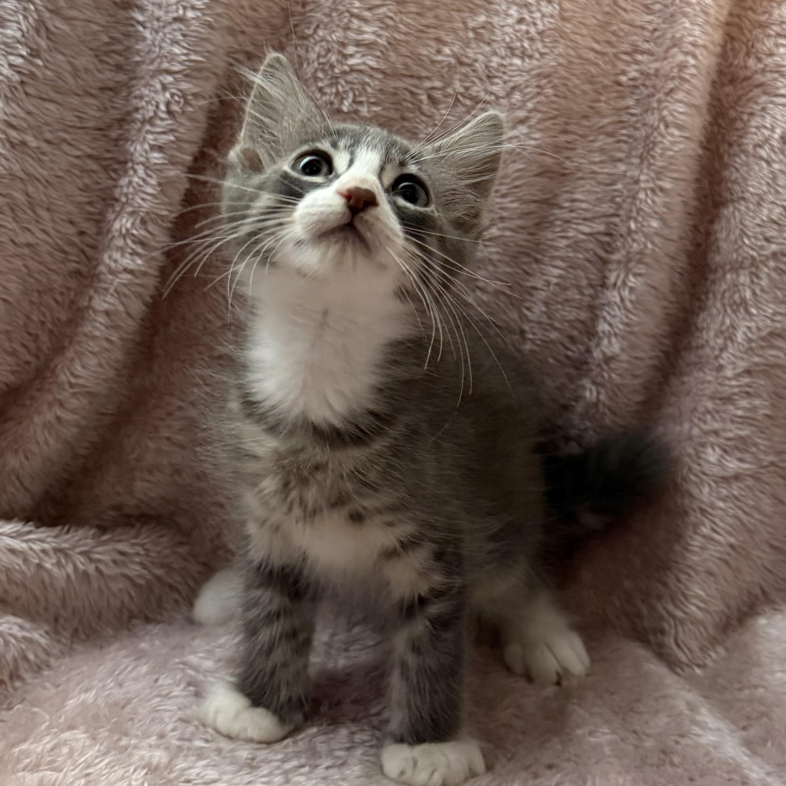 Dagger -Preadoption ONLY, Adoptable, Kitten Male Domestic Short Hair.