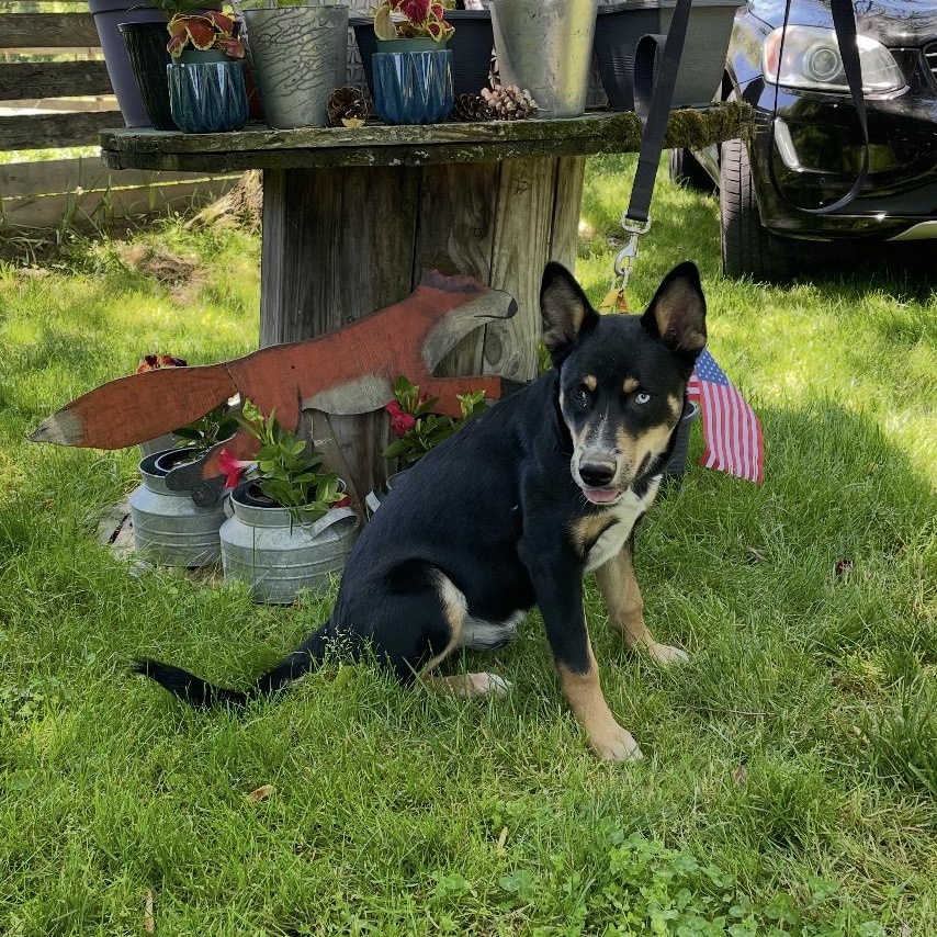 Ruckus, ADOPTABLE, Puppy Male Australian Cattle Dog / Blue Heeler & Husky.