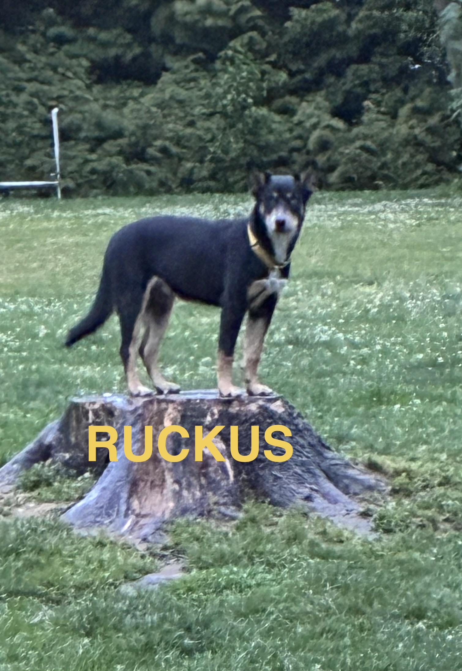 Ruckus, ADOPTABLE, Puppy Male Australian Cattle Dog / Blue Heeler & Husky.