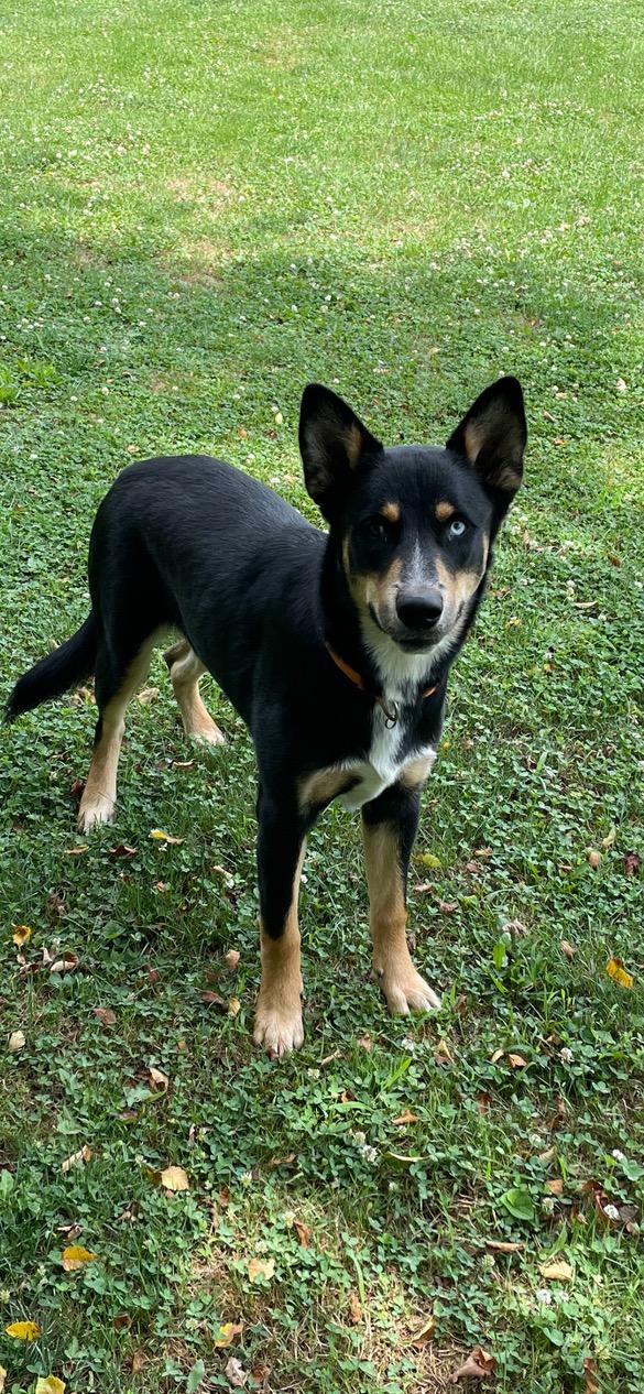 Ruckus, ADOPTABLE, Puppy Male Husky & Australian Cattle Dog / Blue Heeler.