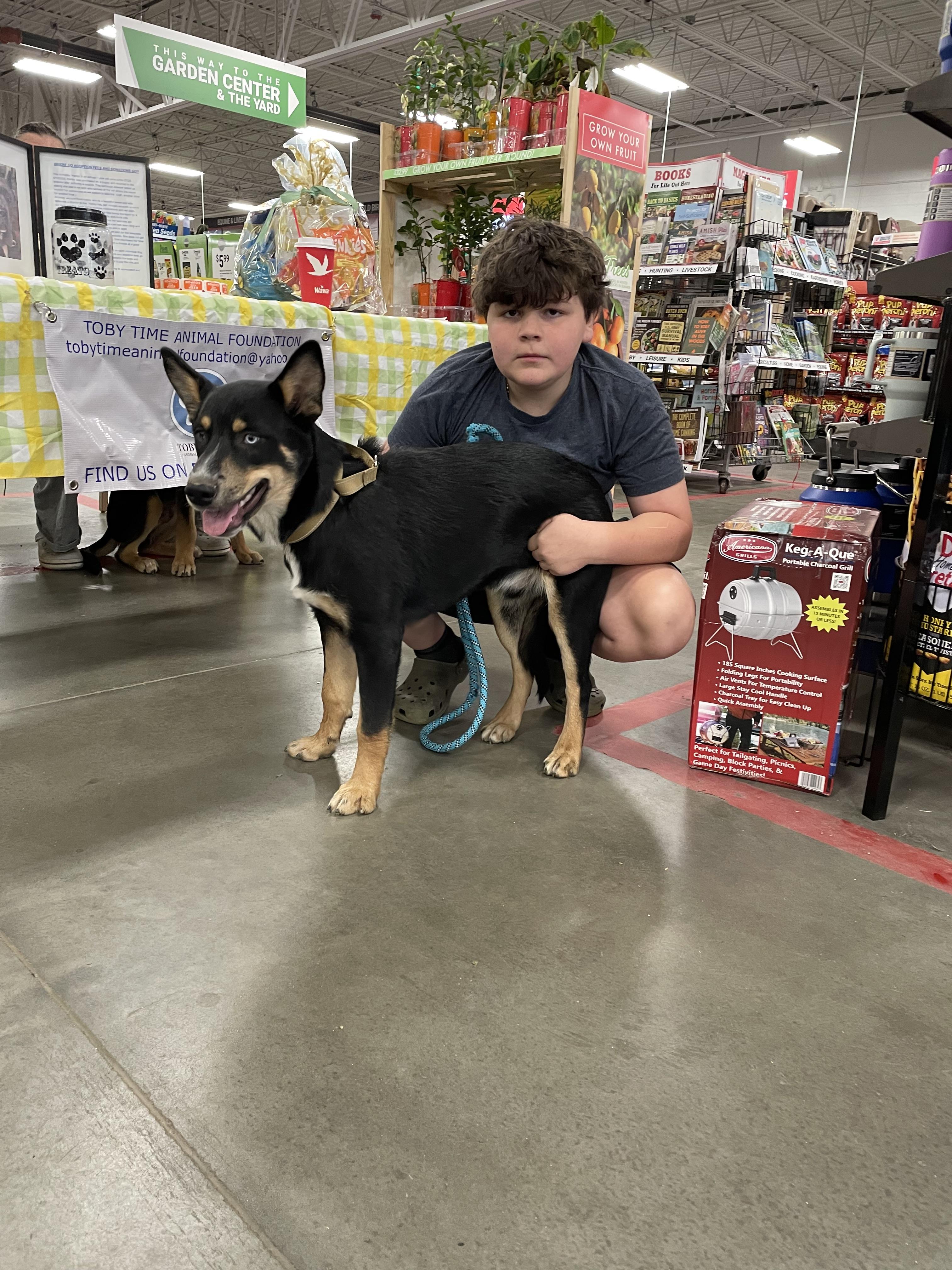 Enlarge Ruckus, a ADOPTABLE mixed breed in Lincoln University, PA image 2/3