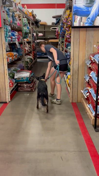 Enlarge Ruckus, a ADOPTABLE mixed breed in Lincoln University, PA video 3/3