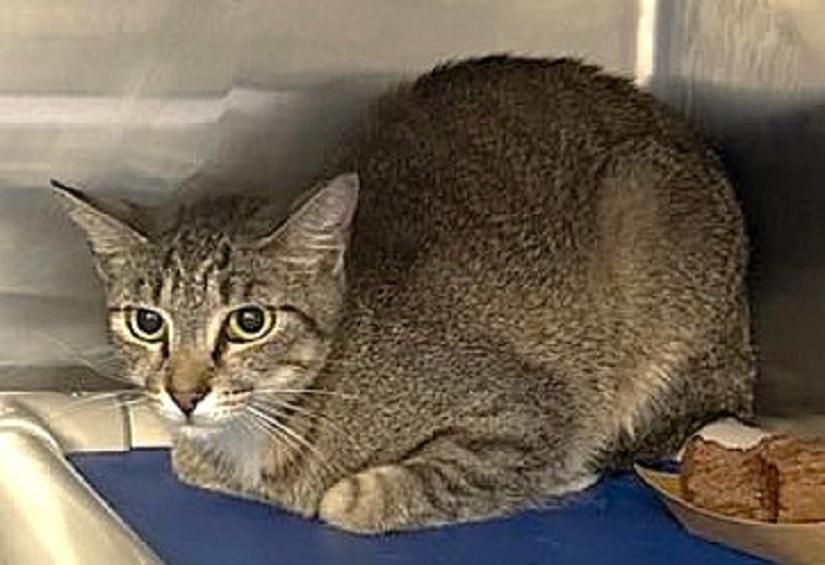 LITTLE FEET, Young Female Tabby