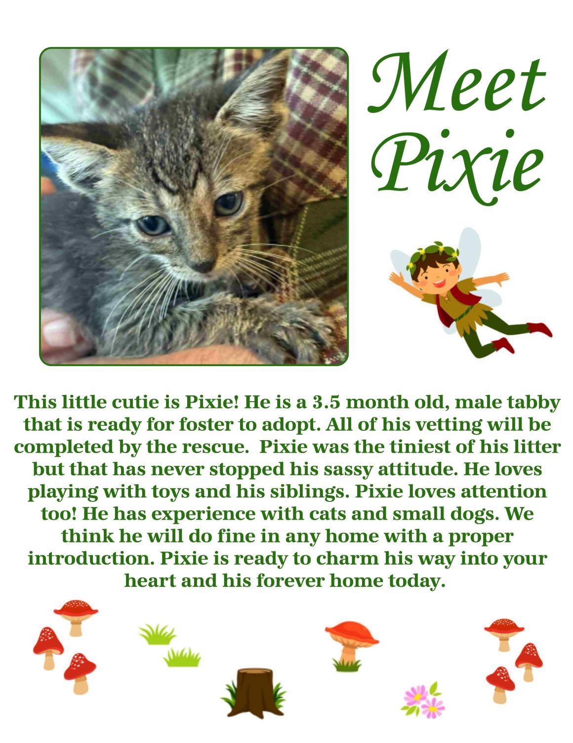 Enlarge Pixie, a Adoptable Domestic Short Hair in Clovis, NM image 1/1
