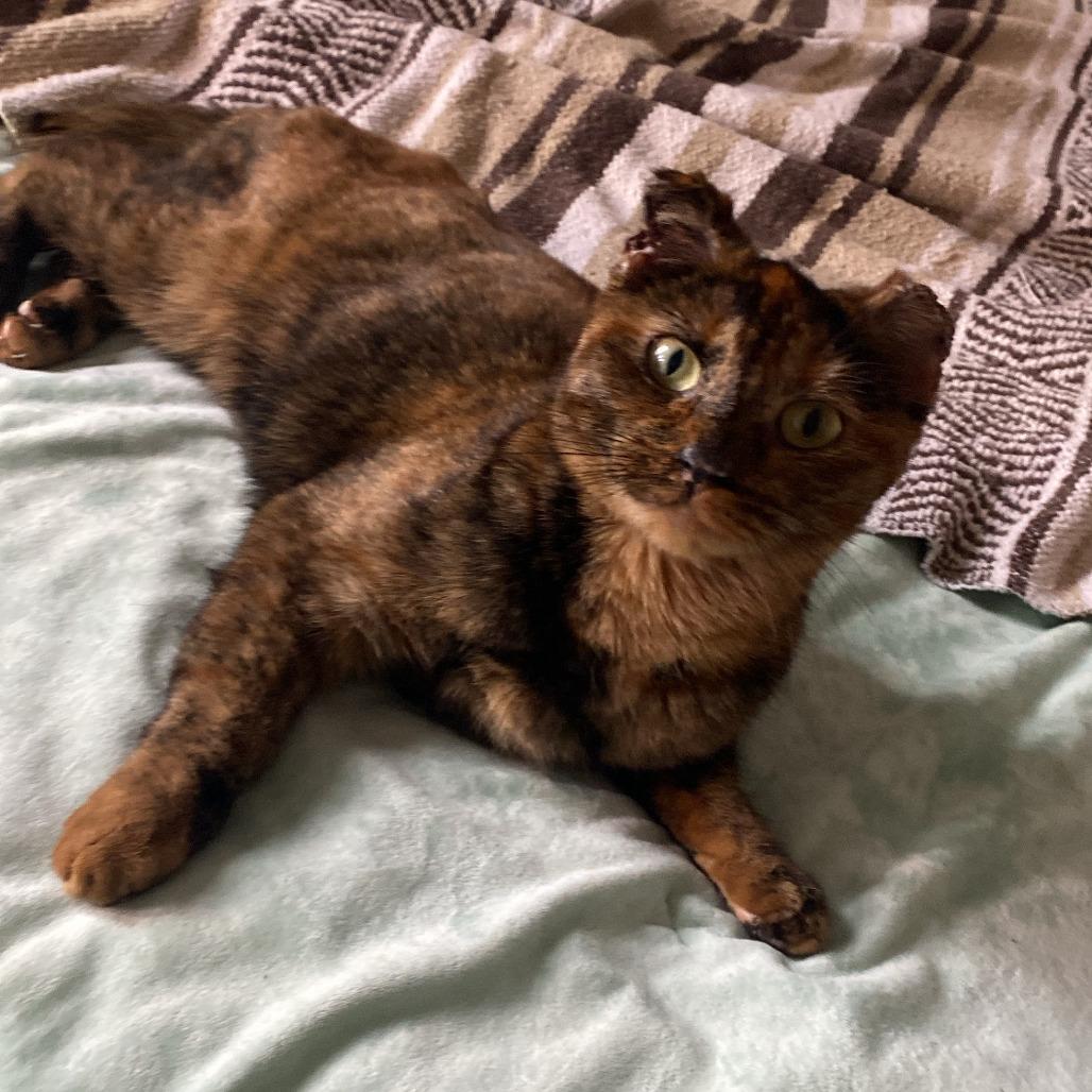 Frostbite, Adoptable, Adult Female Domestic Short Hair.