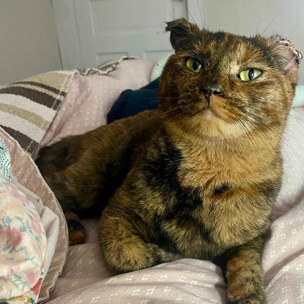 Frostbite, a Adoptable Domestic Short Hair in Grand Rapids, MI image 2/5