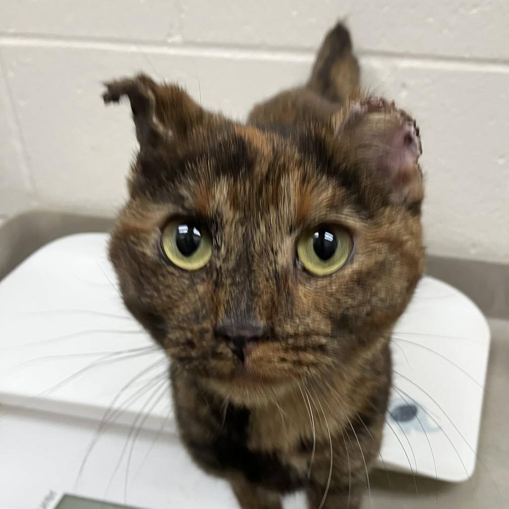 Frostbite, a Adoptable Domestic Short Hair in Grand Rapids, MI image 3/5