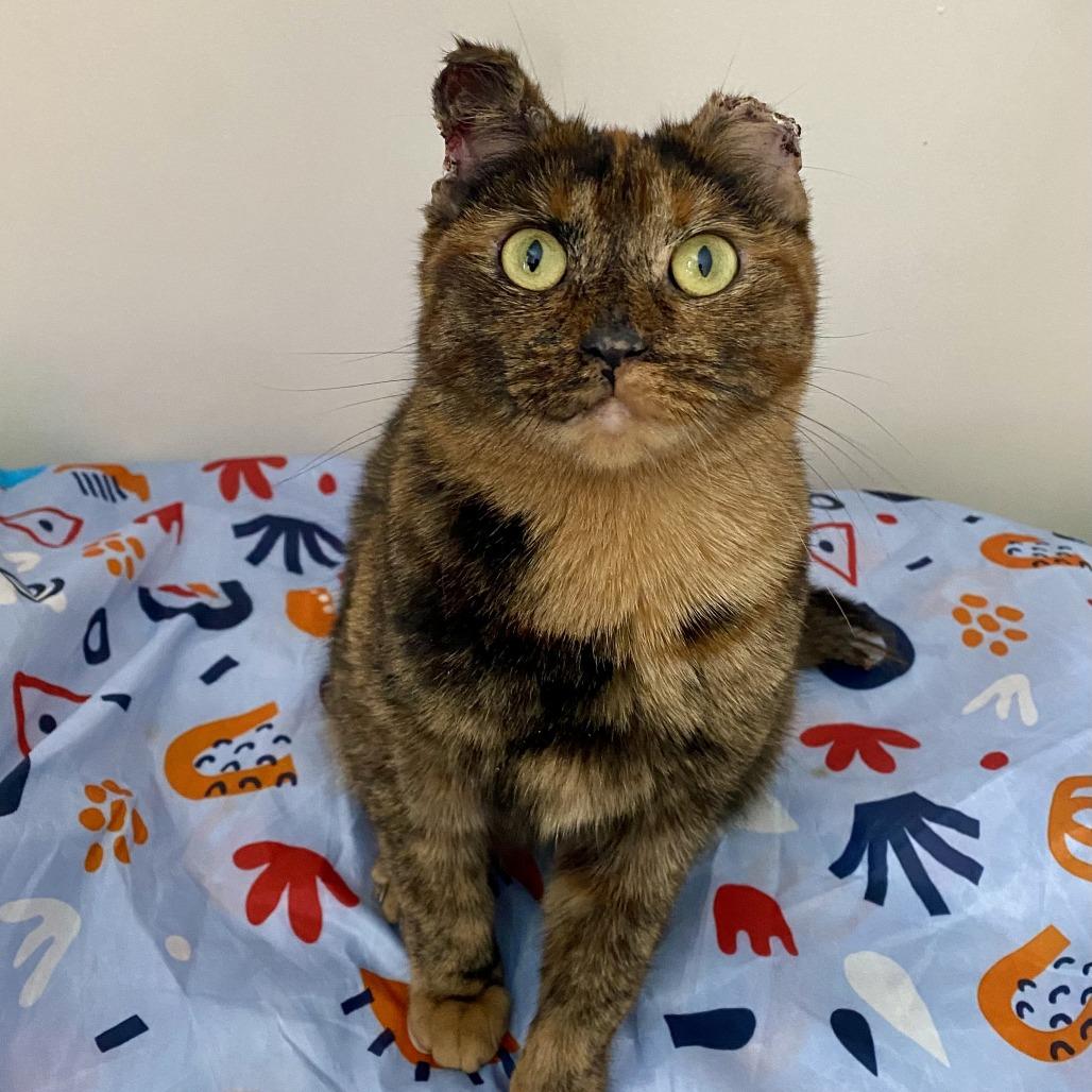 Frostbite, a Adoptable Domestic Short Hair in Grand Rapids, MI image 4/5