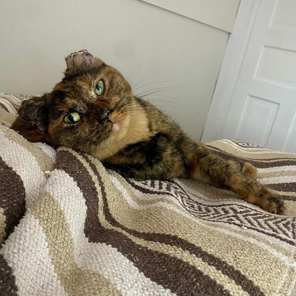 Frostbite, a Adoptable Domestic Short Hair in Grand Rapids, MI image 5/5