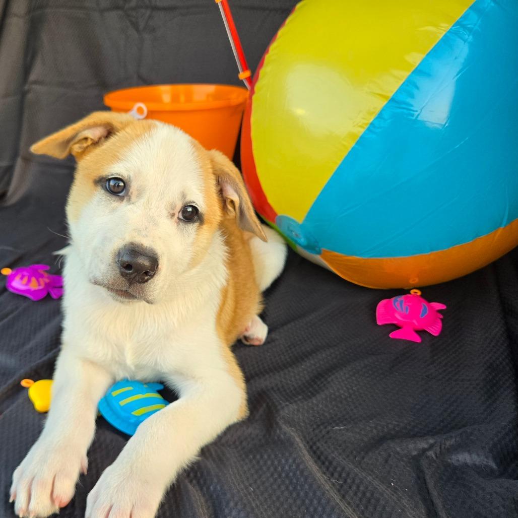 Jewel, Adoptable, Young Female Labrador Retriever & American Staffordshire Terrier.