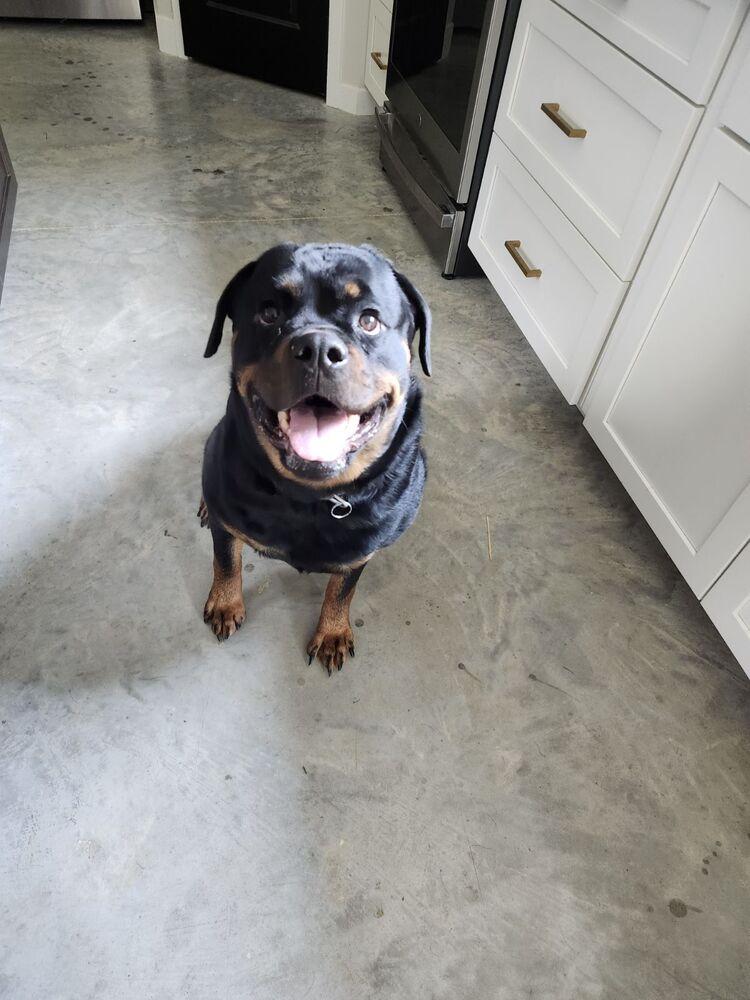 Giada, Adoptable, Young Female Rottweiler.