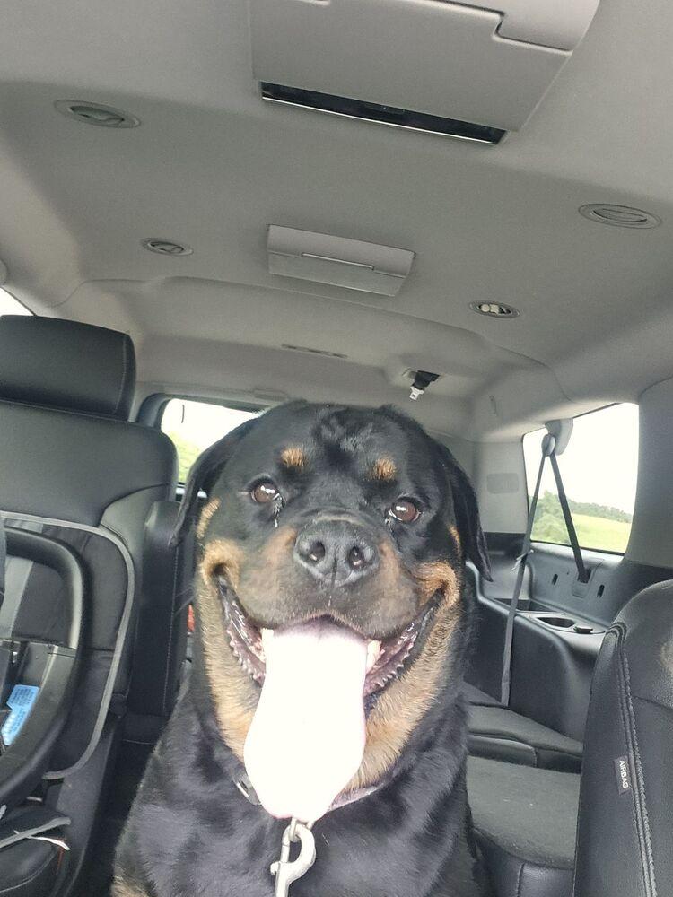 Enlarge Giada, a Adoptable Rottweiler in Oswego, IL image 2/6