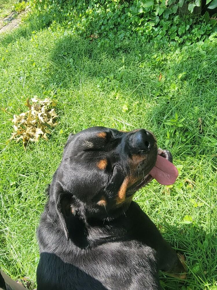 Enlarge Giada, a Adoptable Rottweiler in Oswego, IL image 3/6