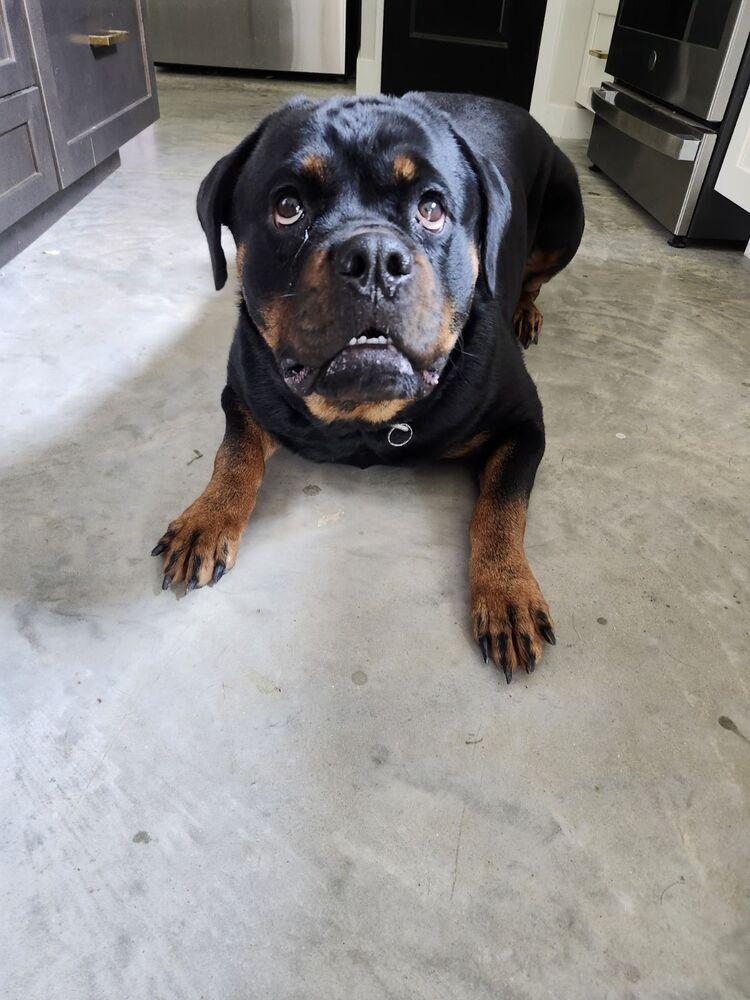 Enlarge Giada, a Adoptable Rottweiler in Oswego, IL image 4/6