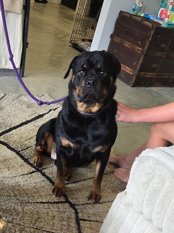 Enlarge Giada, a Adoptable Rottweiler in Oswego, IL image 5/6