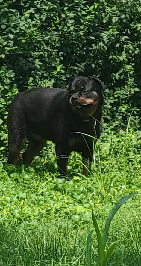 Enlarge Giada, a Adoptable Rottweiler in Oswego, IL image 6/6