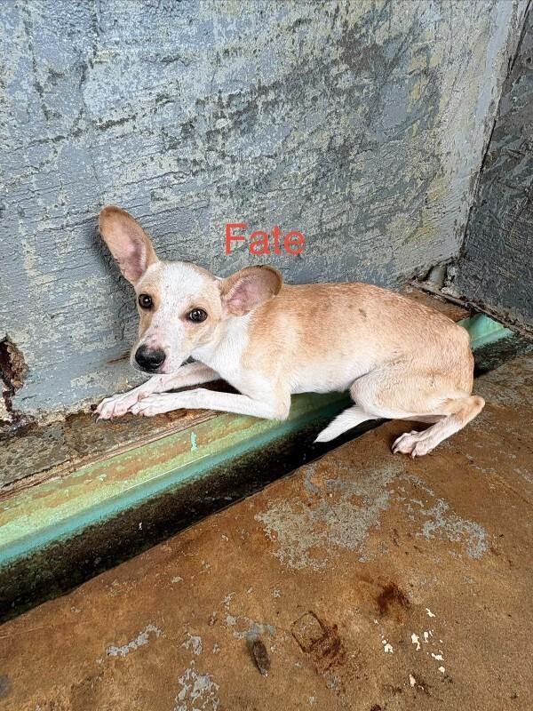 Chipmunk, Adoptable, Young Female Chihuahua.