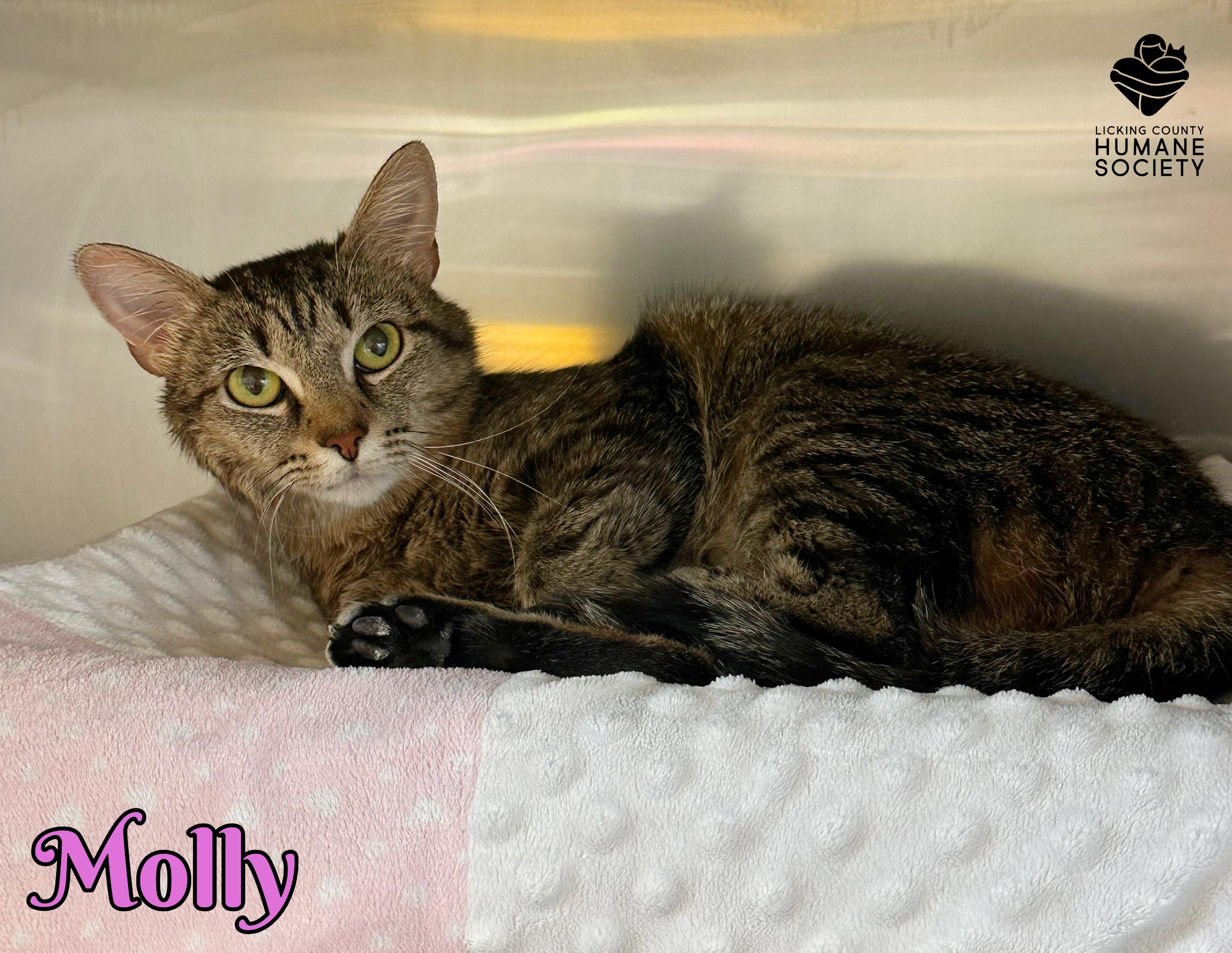 Enlarge Molly, a Adoptable Domestic Short Hair in Heath, OH image 1/1