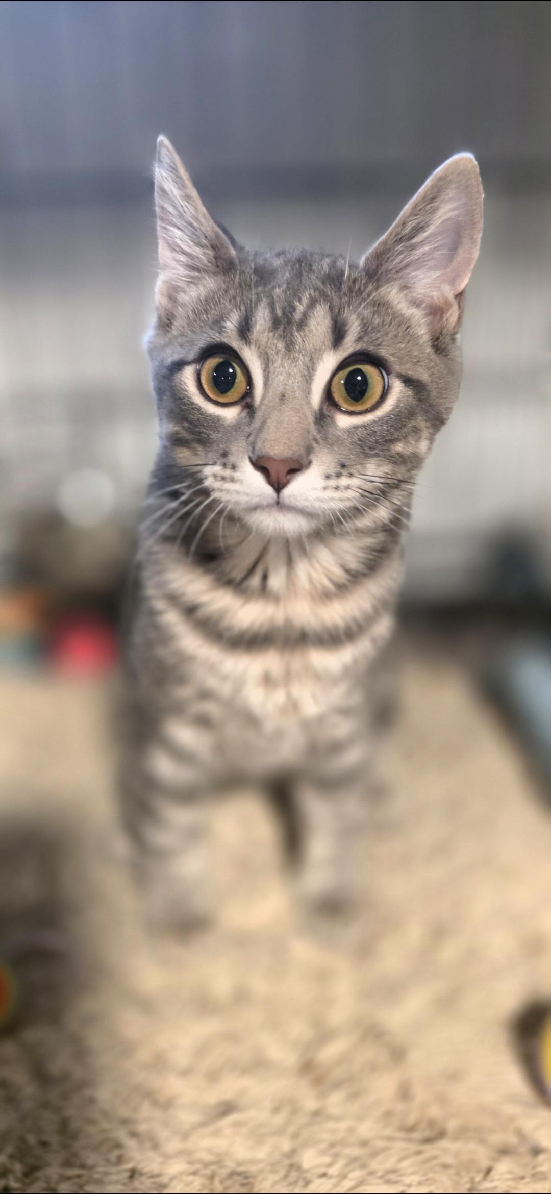 Enlarge Alvin: Small Paws, Big Curiosity!, a Adoptable Domestic Short Hair in North Bergen, NJ image 2/5