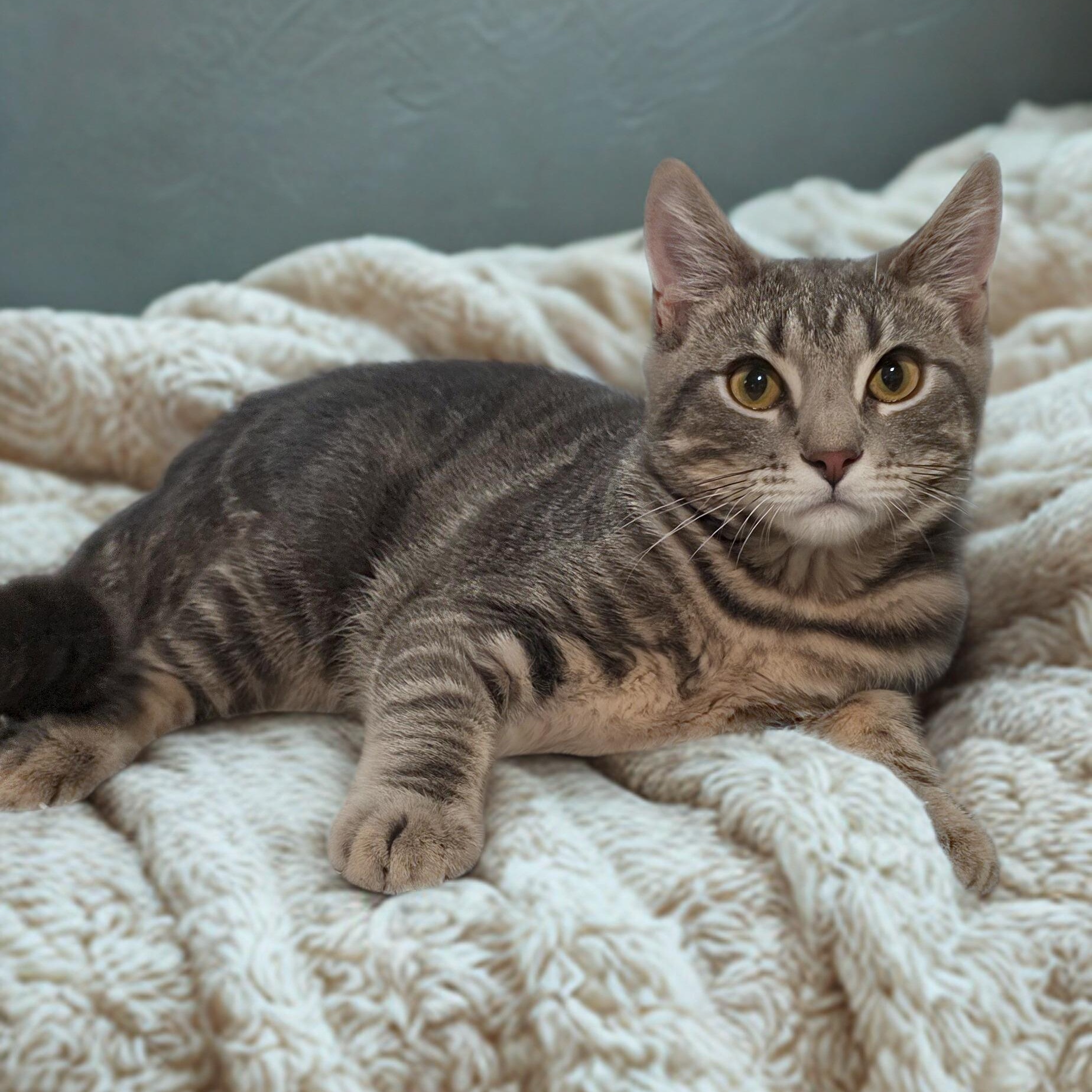 Alvin: Small Paws, Big Curiosity!, Adoptable, Kitten Male Domestic Short Hair.