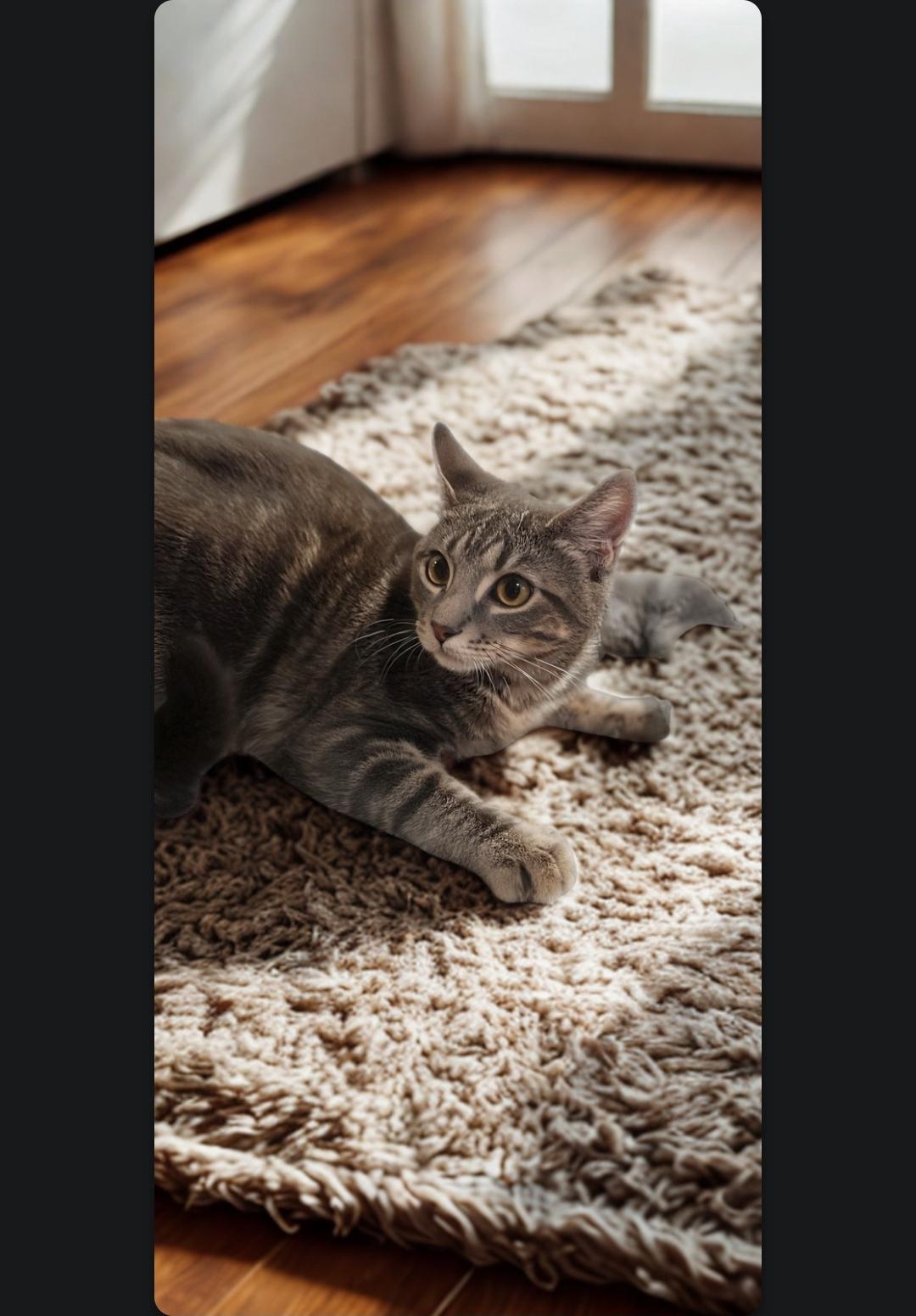 Enlarge Alvin: Small Paws, Big Curiosity!, a Adoptable Domestic Short Hair in North Bergen, NJ image 3/5