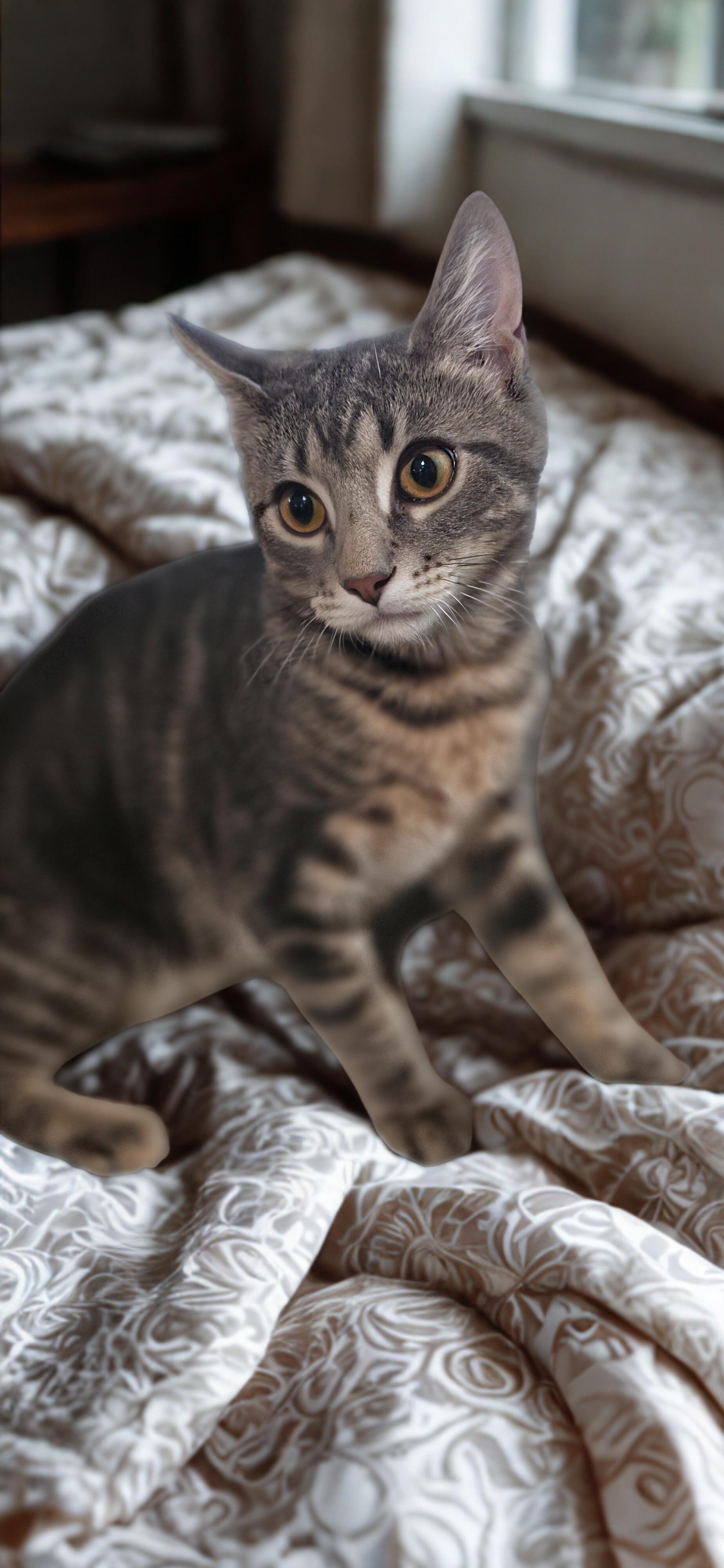 Enlarge Alvin: Small Paws, Big Curiosity!, a Adoptable Domestic Short Hair in North Bergen, NJ image 4/5