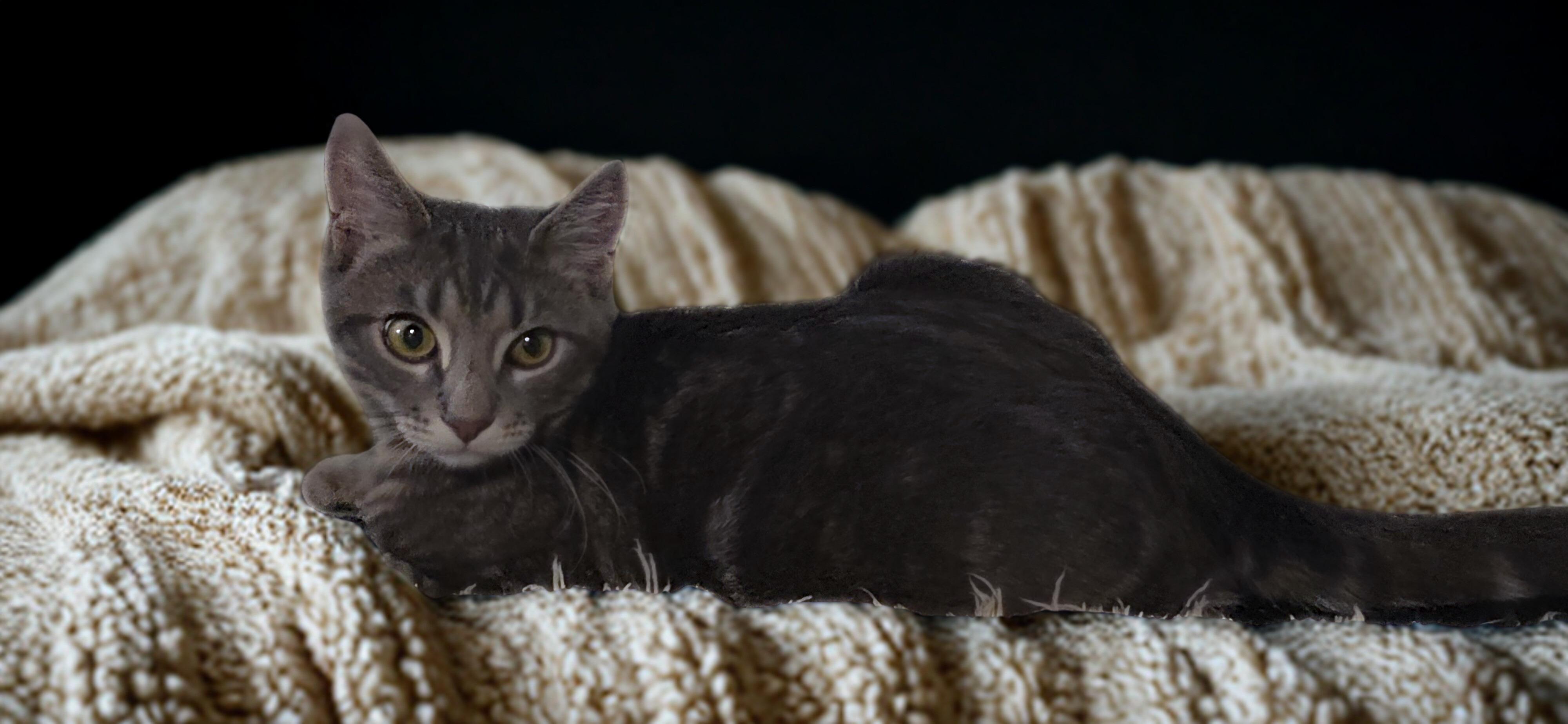 Enlarge Alvin: Small Paws, Big Curiosity!, a Adoptable Domestic Short Hair in North Bergen, NJ image 5/5