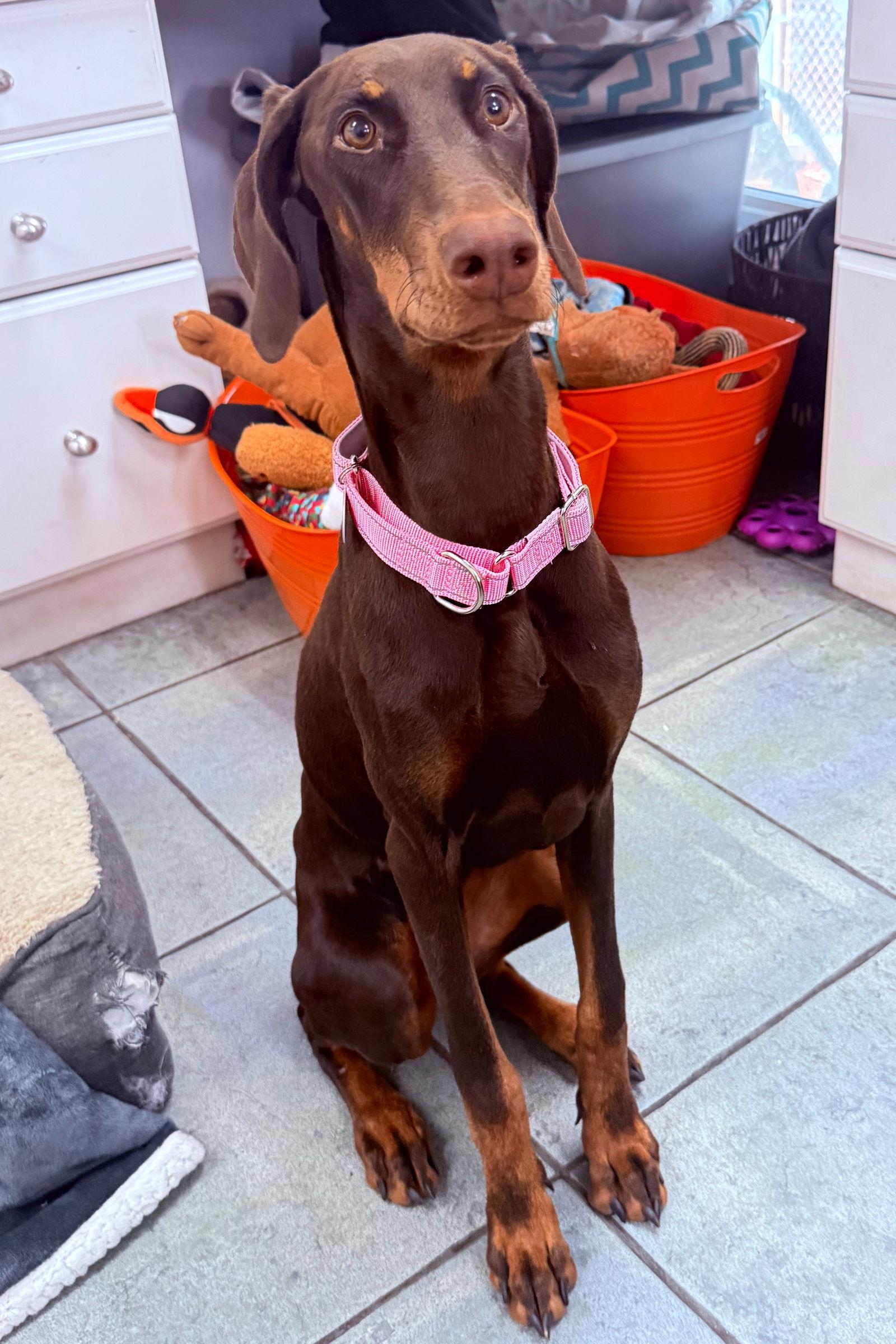 Lola 3468, Adopted, Young Female Doberman Pinscher.