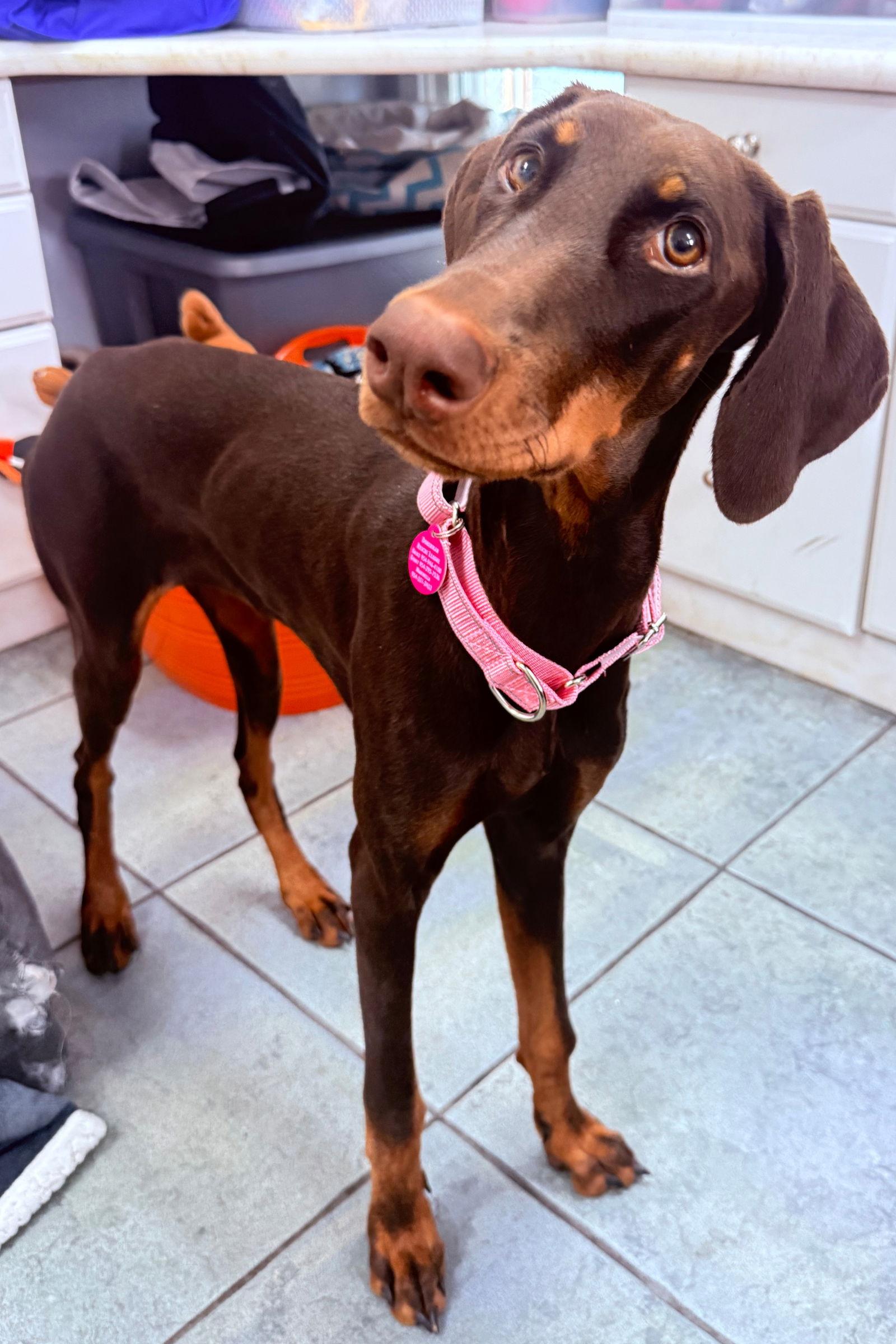 Lola 3468, a Adopted Doberman Pinscher in Oakland Park, FL image 2/2