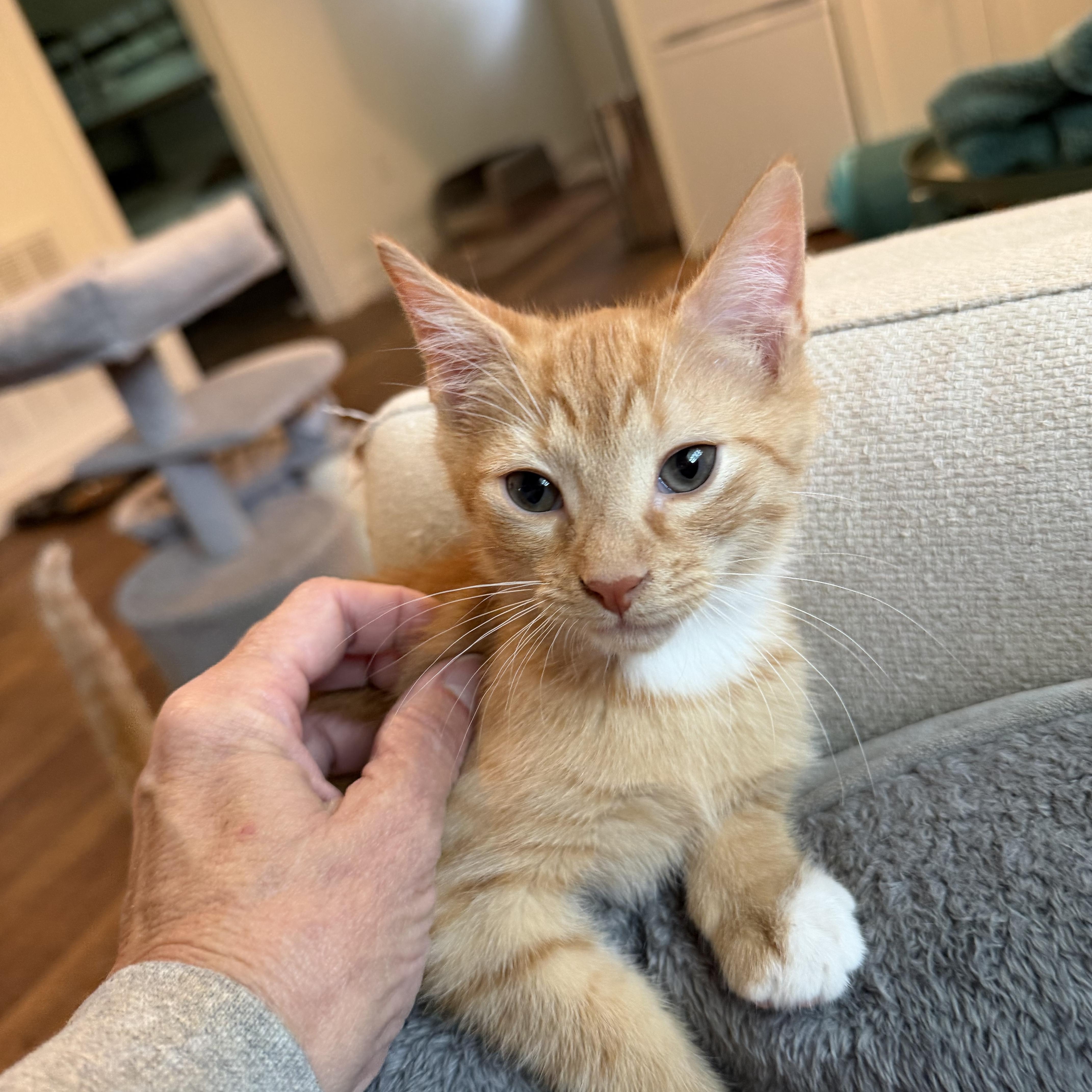 Enlarge Skipper & Sailor, a ADOPTABLE mixed breed in Alabaster, AL image 3/5
