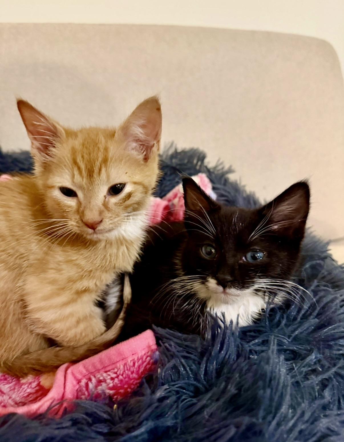 Enlarge Skipper & Sailor, a ADOPTABLE mixed breed in Alabaster, AL image 4/5