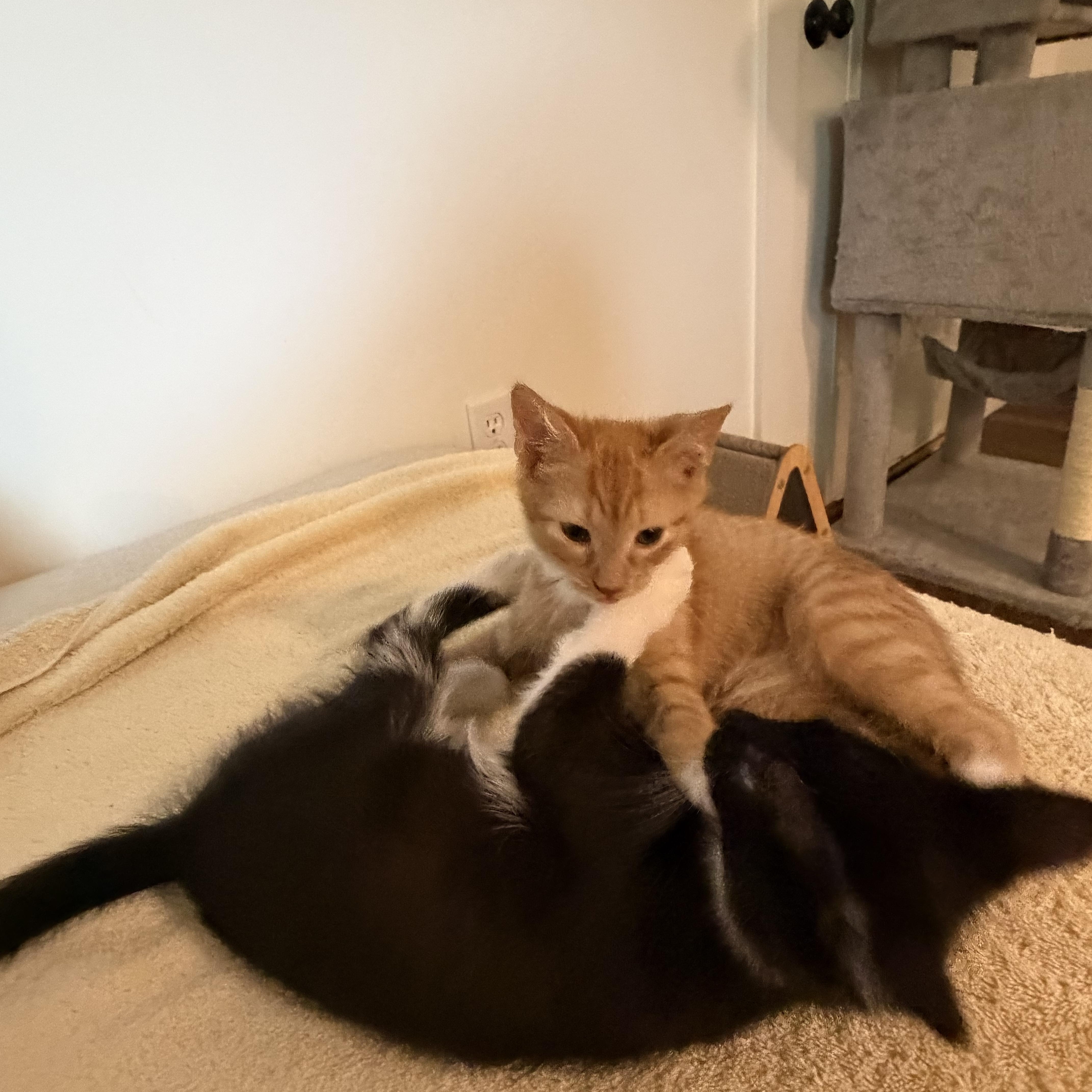 Enlarge Skipper & Sailor, a ADOPTABLE mixed breed in Alabaster, AL image 2/5