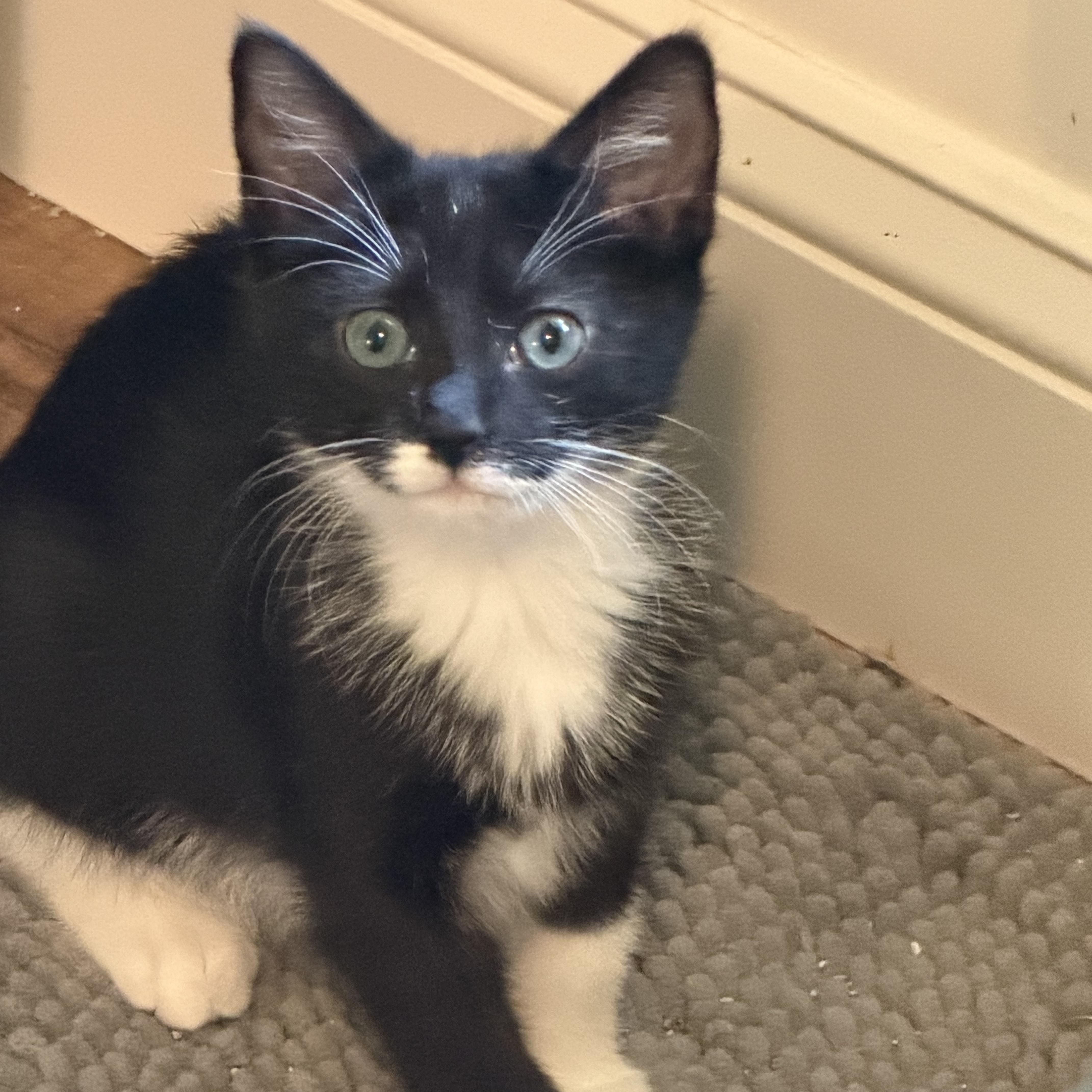 Enlarge Skipper & Sailor, a ADOPTABLE mixed breed in Alabaster, AL image 5/5