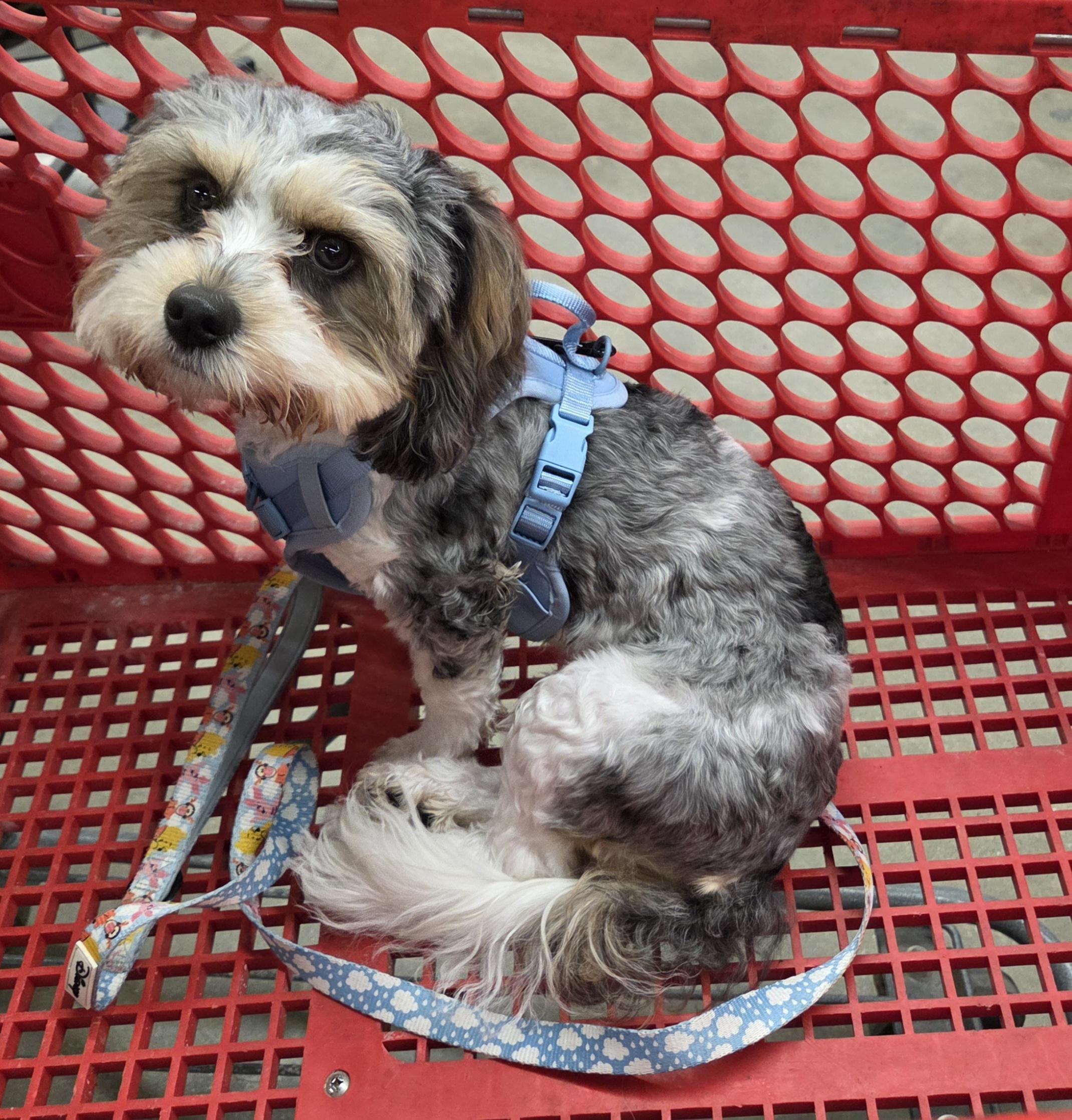 Cavachon SUPER SWEET, an adopted mixed breed in Woodsfield, OH image 3/3