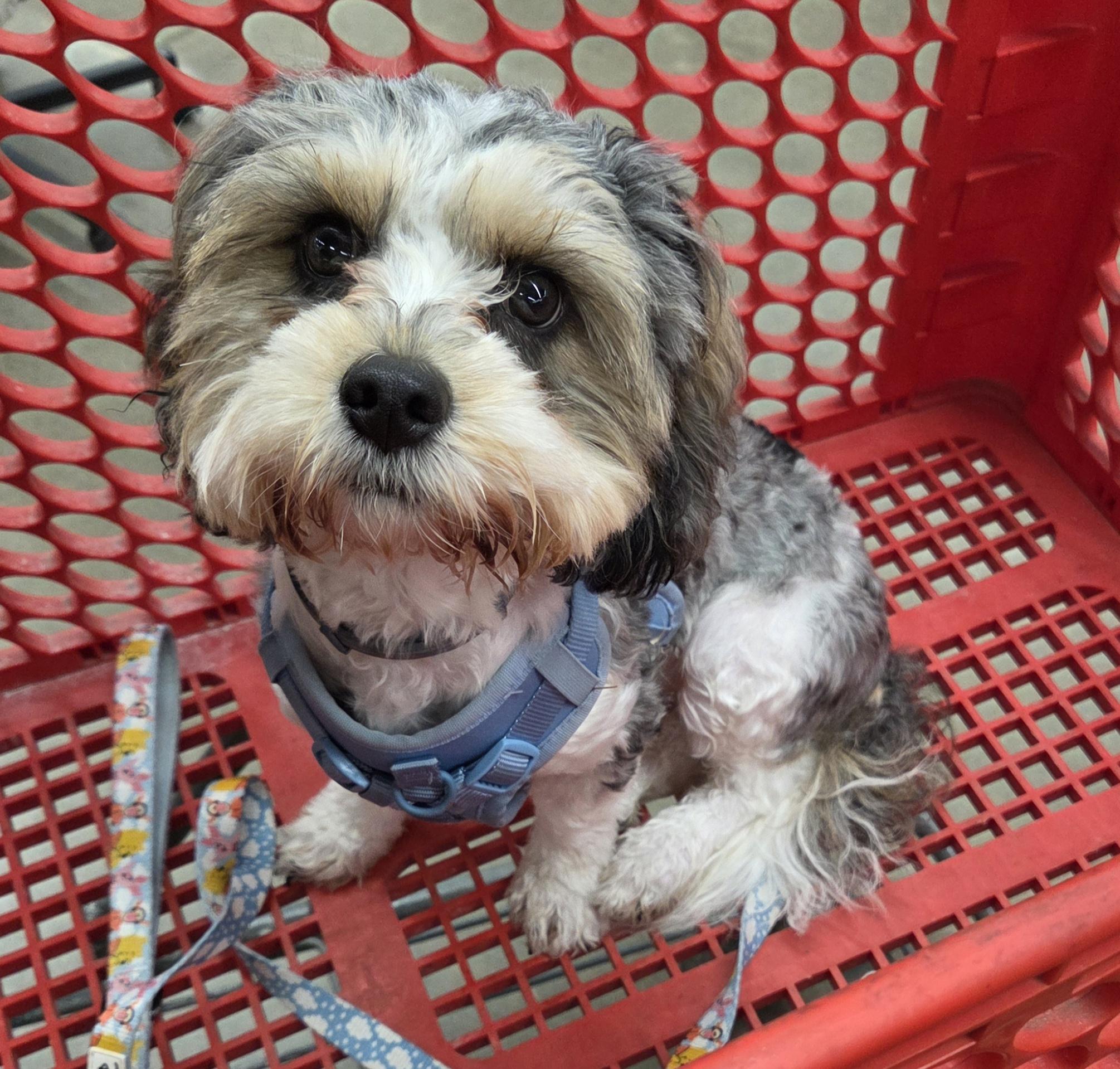 Cavachon SUPER SWEET, an adopted mixed breed in Woodsfield, OH image 2/3