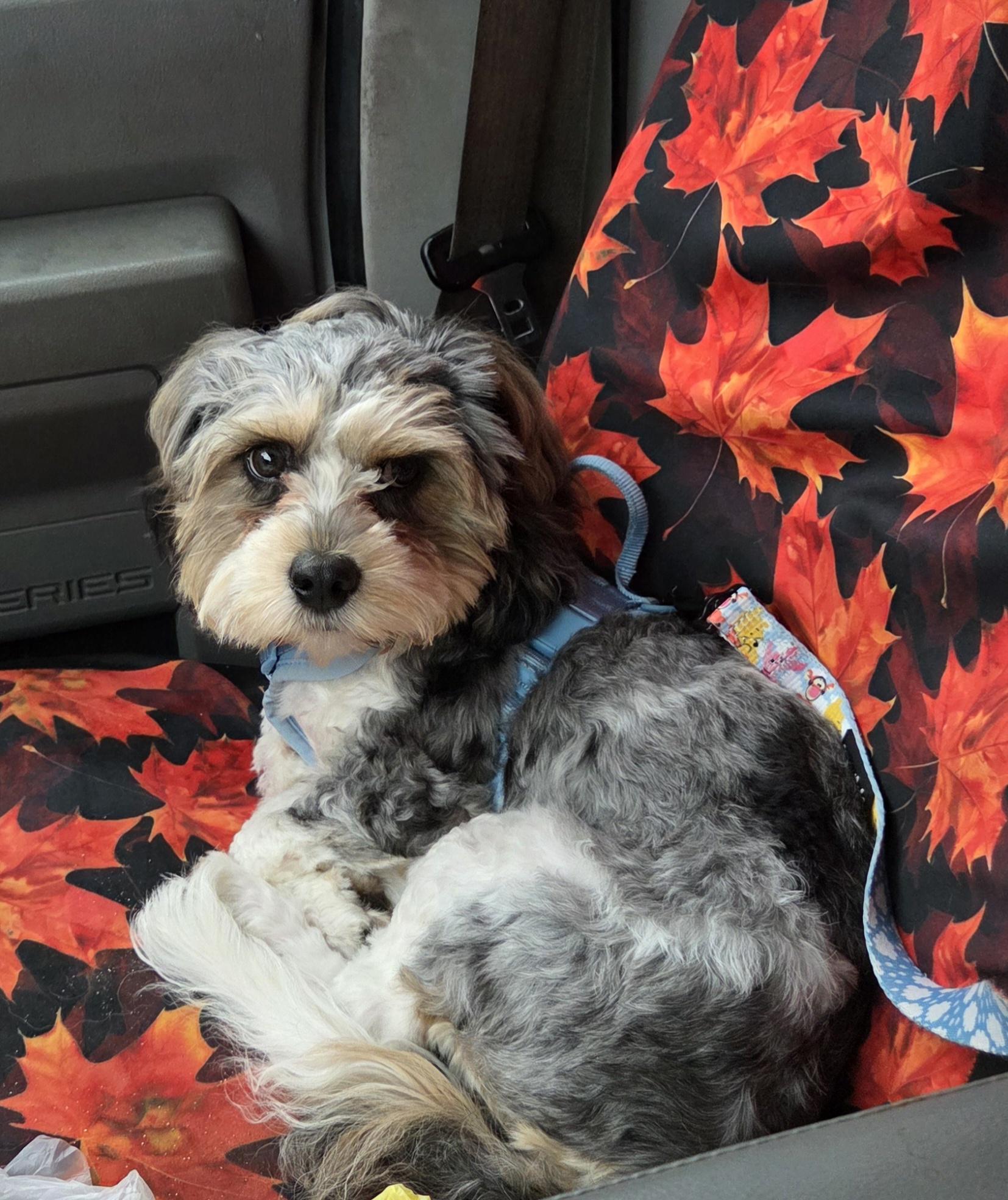 Cavachon SUPER SWEET, adopted, Puppy Male Cavalier King Charles Spaniel & Bichon Frise.